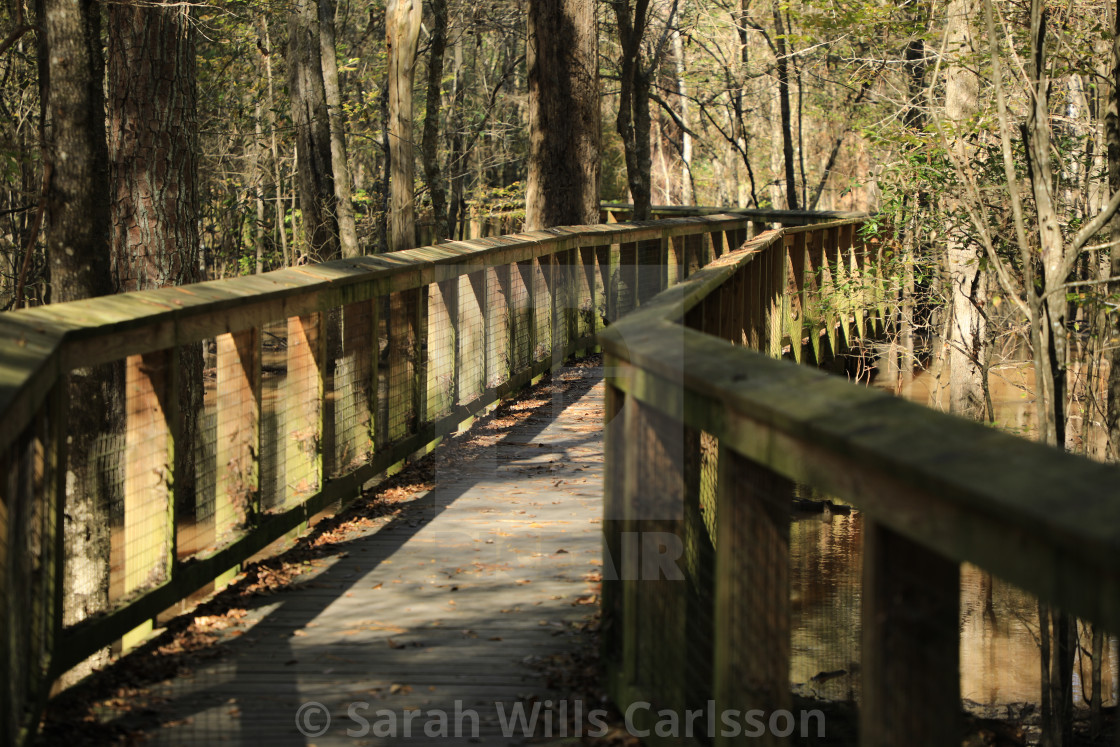 "Boardwalk to Congaree" stock image