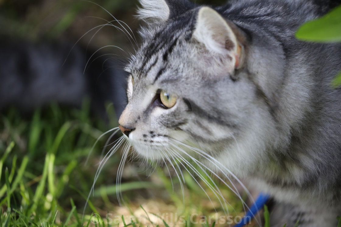 "Siberian Cat Observing Nature" stock image