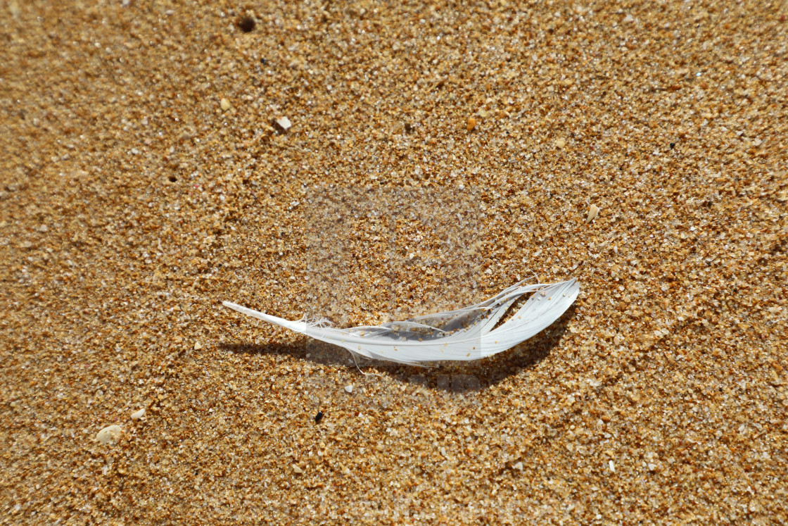 "Feather on the Sand" stock image