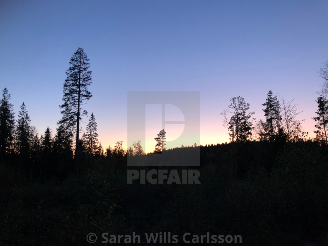 "Sunset in the Swedish Forest" stock image