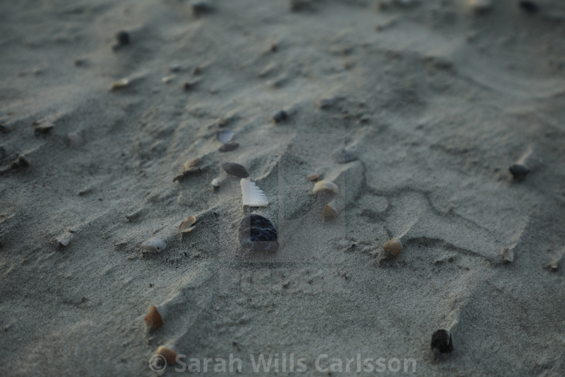 "Windswept Beach" stock image