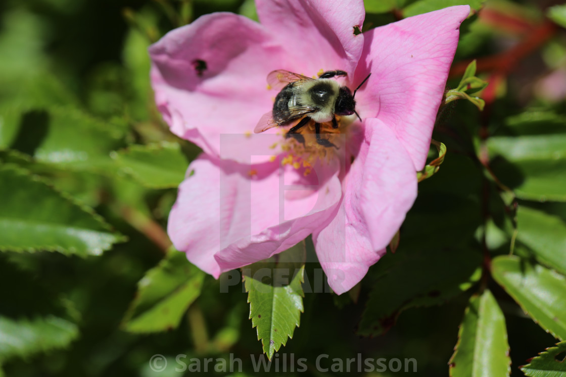 "Bee in a Wild Rose" stock image