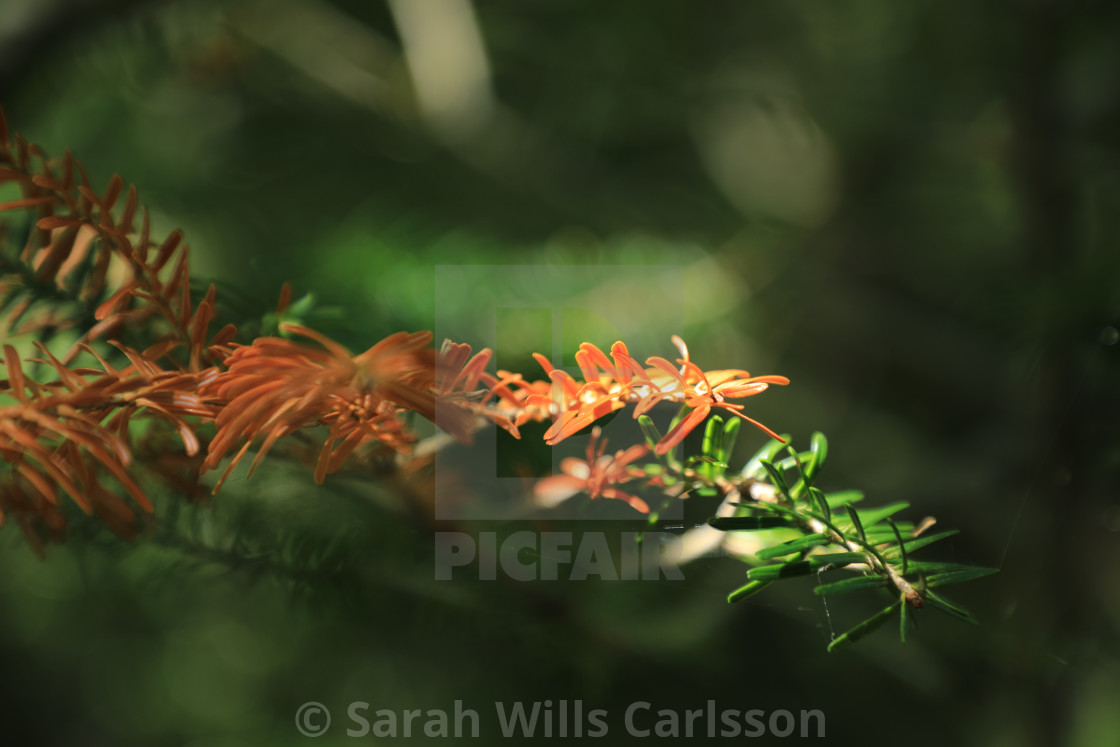 "Evergreen in Sunlight" stock image