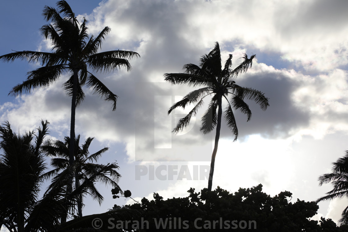 "Hawaiian Palms in Silhouette" stock image