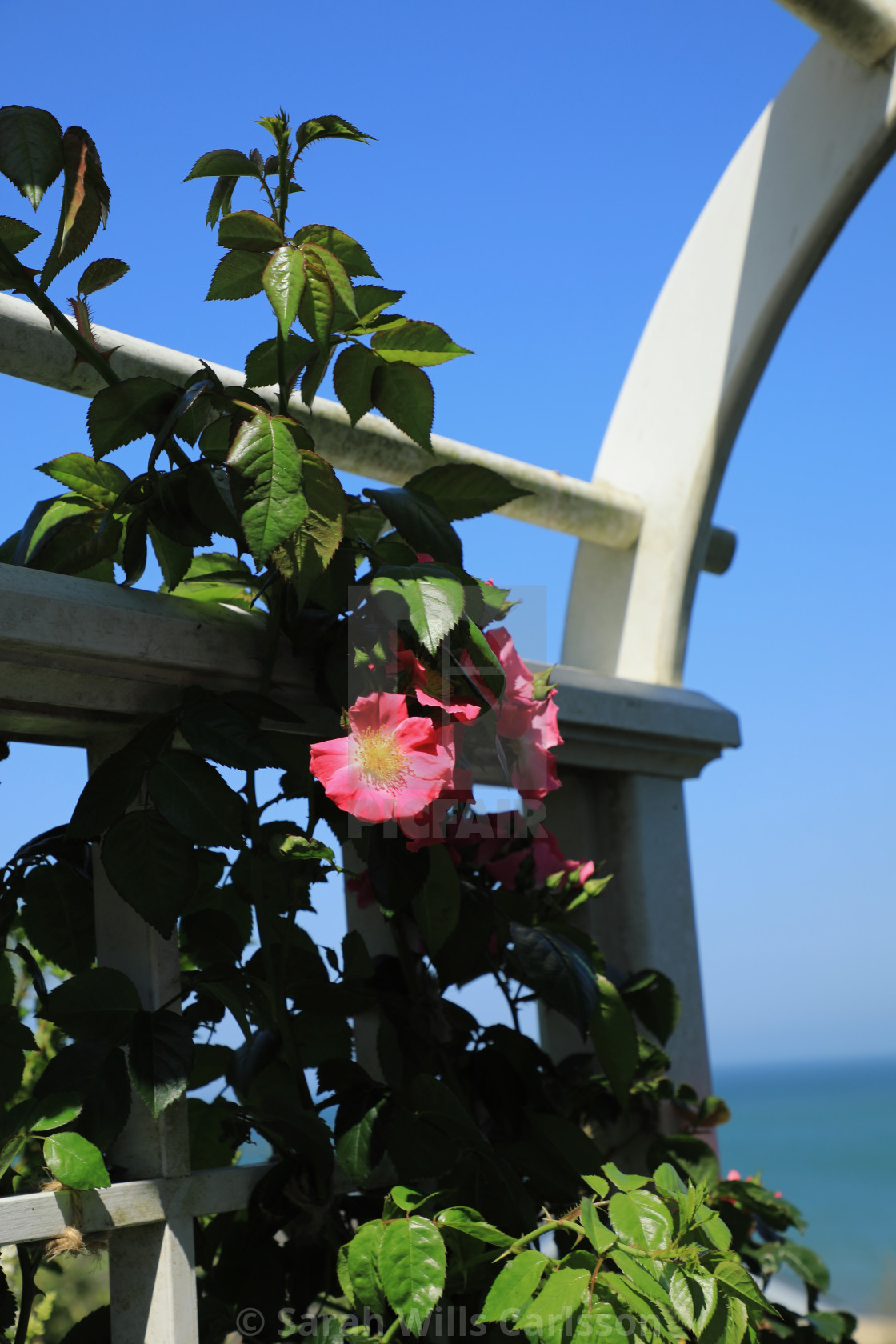 "Rose Arbor at Sconset" stock image