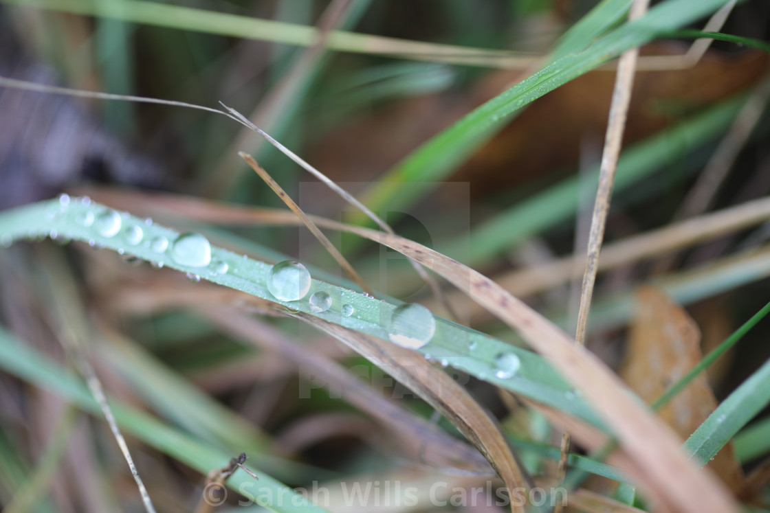 "Fall Condensation" stock image