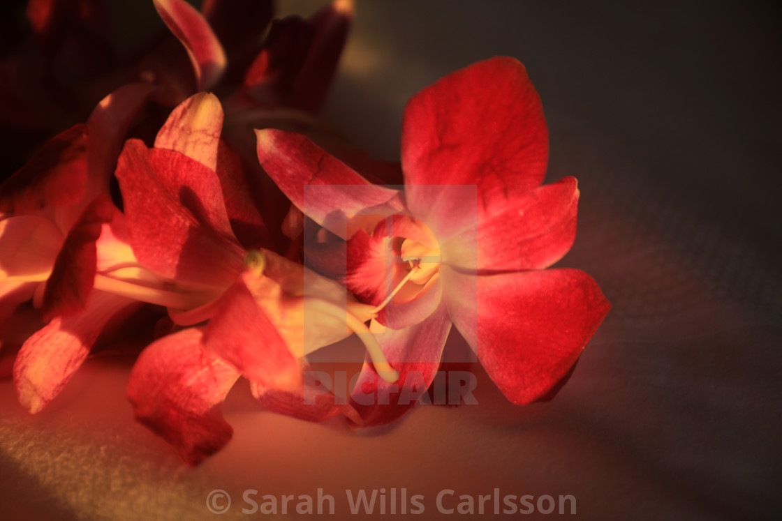 "Orchid Lei in Evening Sun" stock image