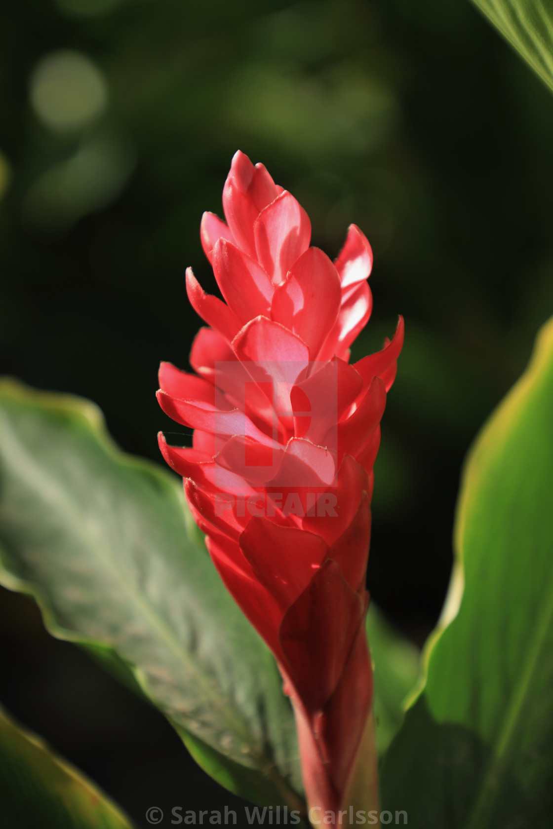 "Flower in Sunlight" stock image