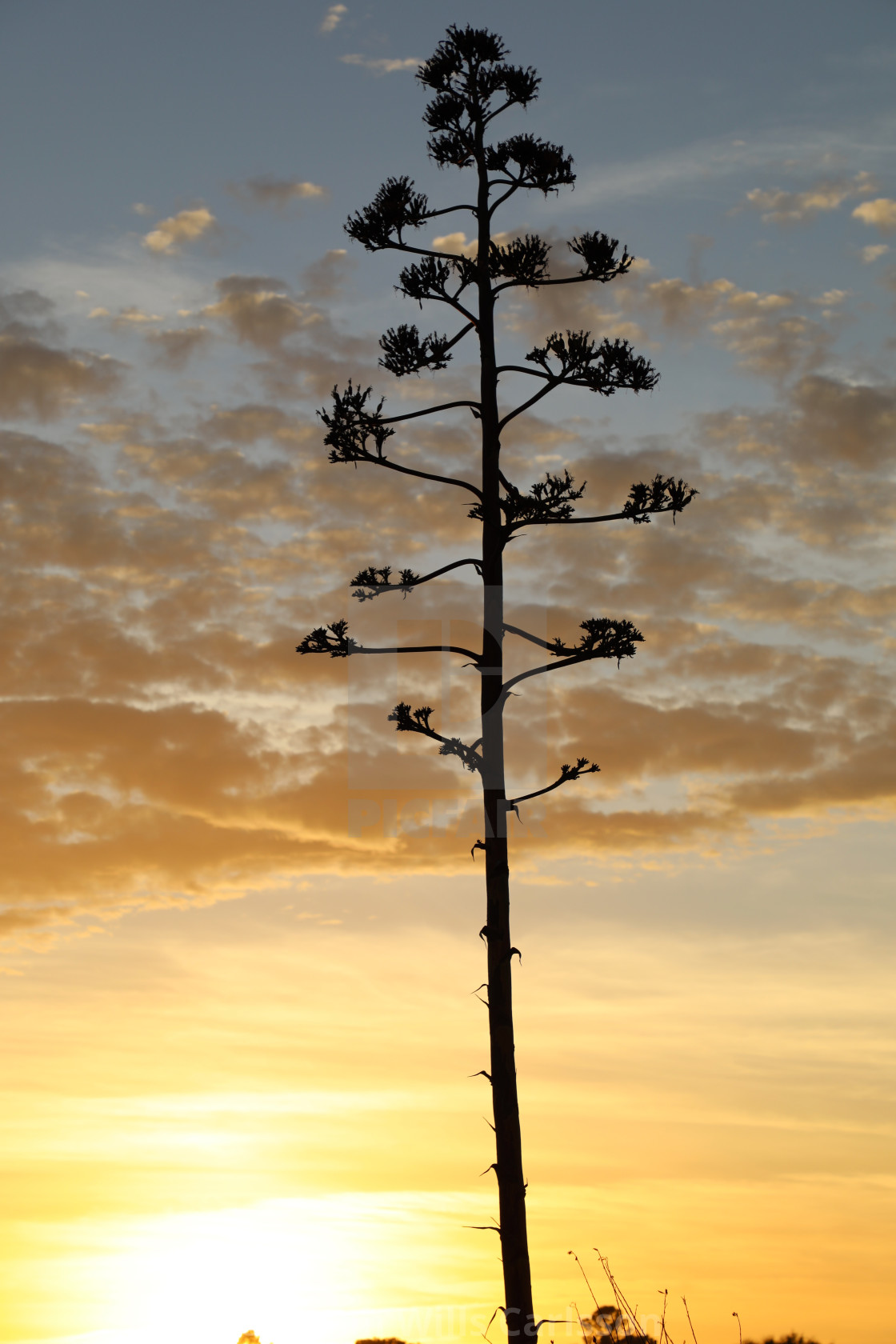 "Algarve Sunset" stock image