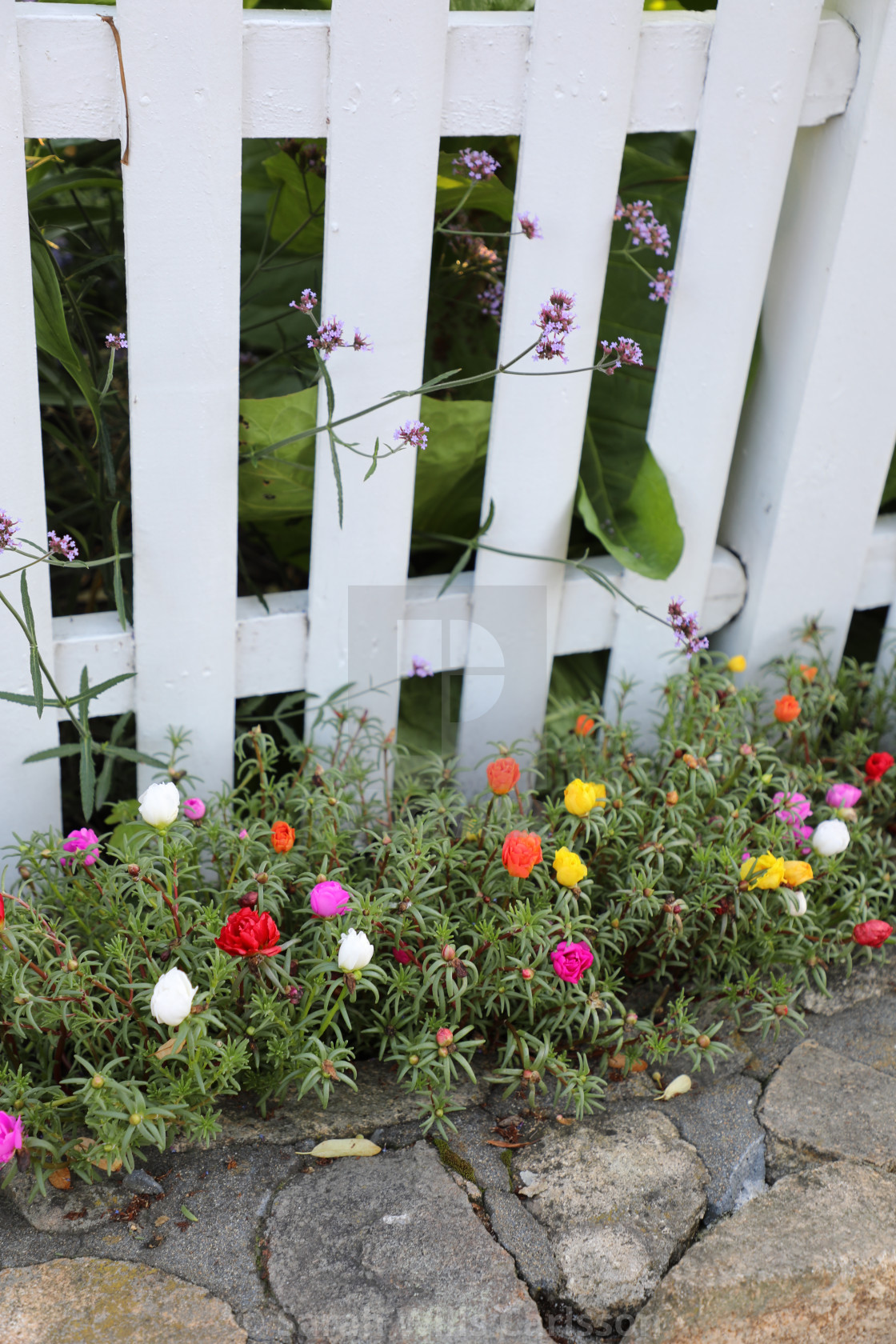 "Flowery Fence Row" stock image