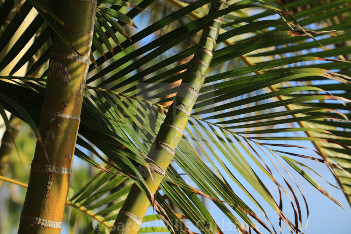 "Palms on a Sunny Day" stock image