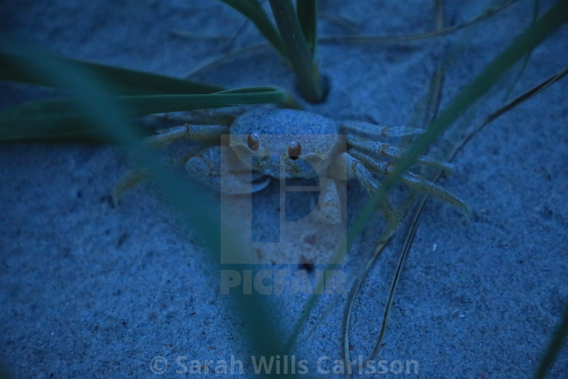 "Sand Crab at Dusk" stock image