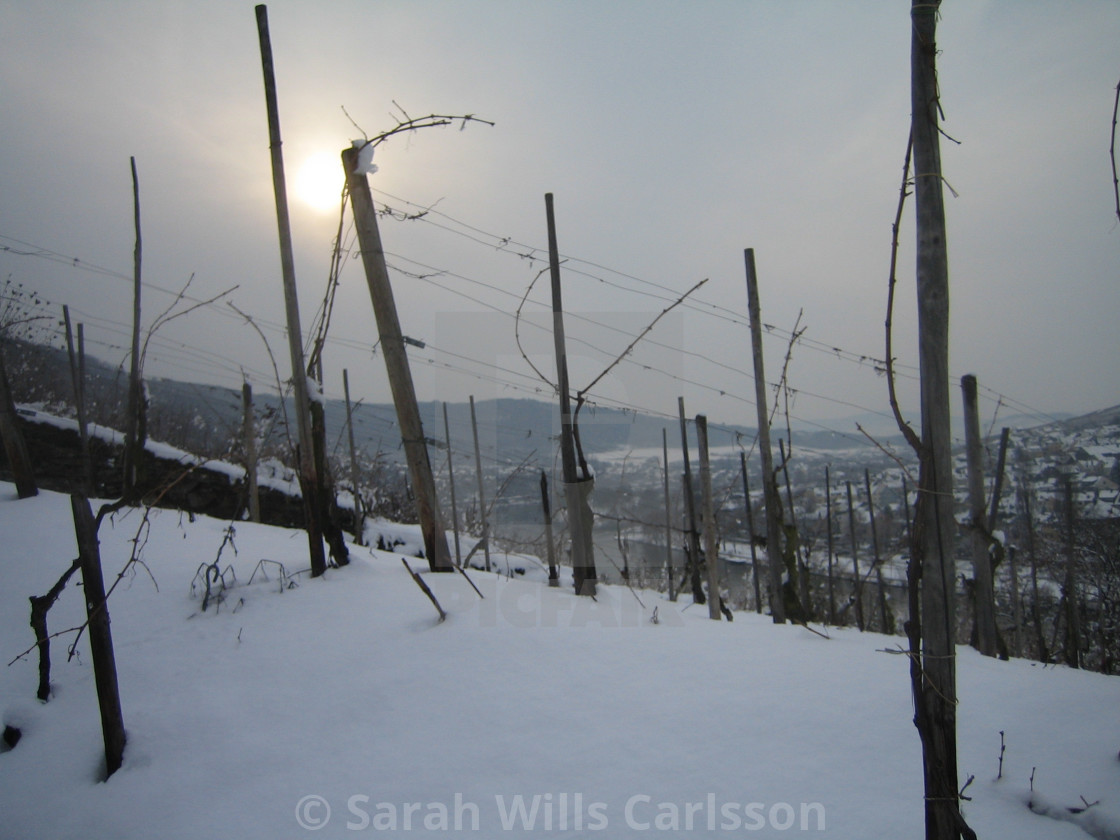 "Winter Sun on Riesling Vines" stock image