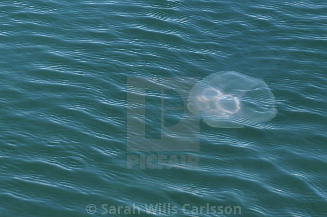 "Moon Jellyfish in Gullmarsfjordern" stock image