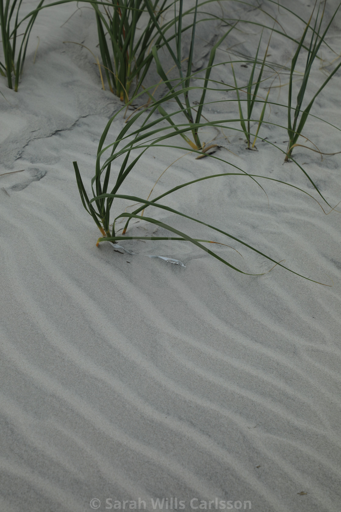 "Wind Patterns in Sand" stock image