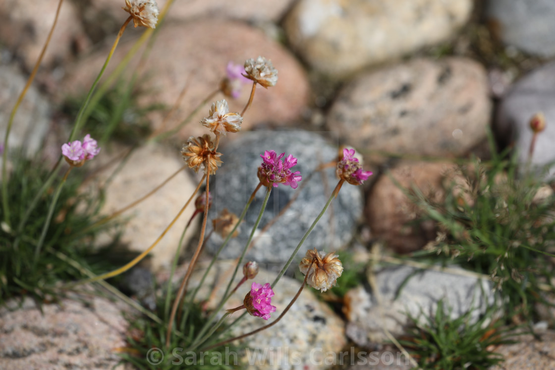 "Wildflowers and Bohuslän Stones" stock image