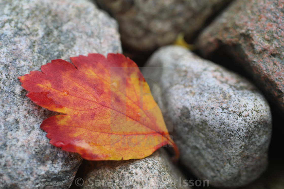 "Autumn Leaf with Water Droplets on Rocks" stock image