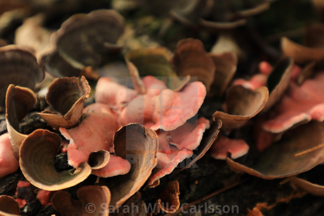 "Forest Fungi" stock image