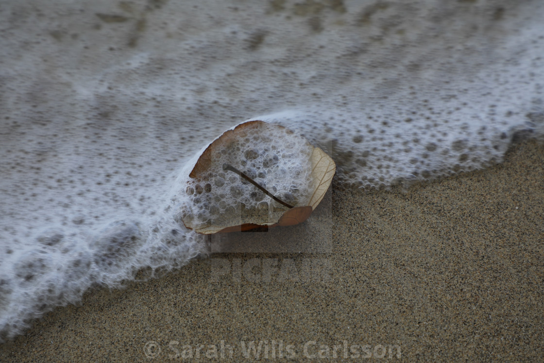 "Leaf in Surf Foam" stock image