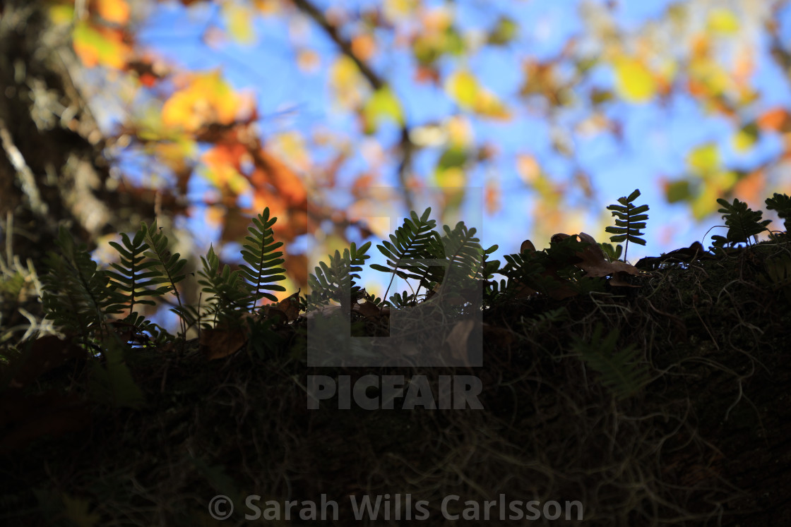 "Ferns in Silhouette Against Autumn Leaf Background" stock image