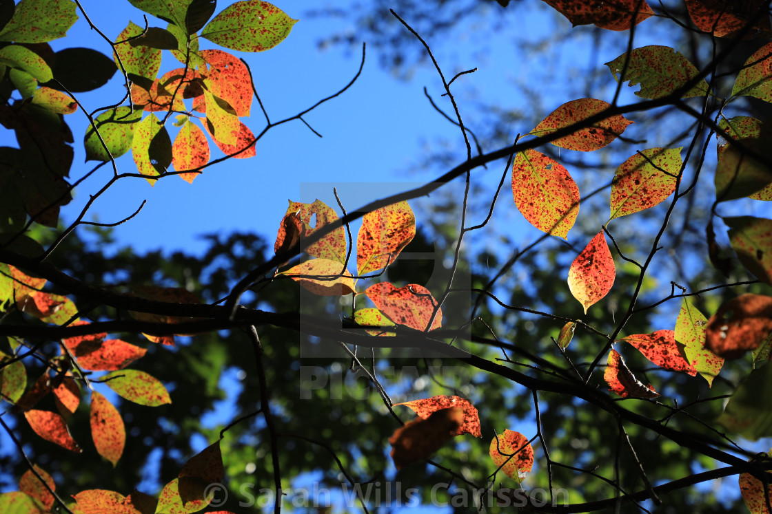 "Autumn Leaves and Blue Sky" stock image