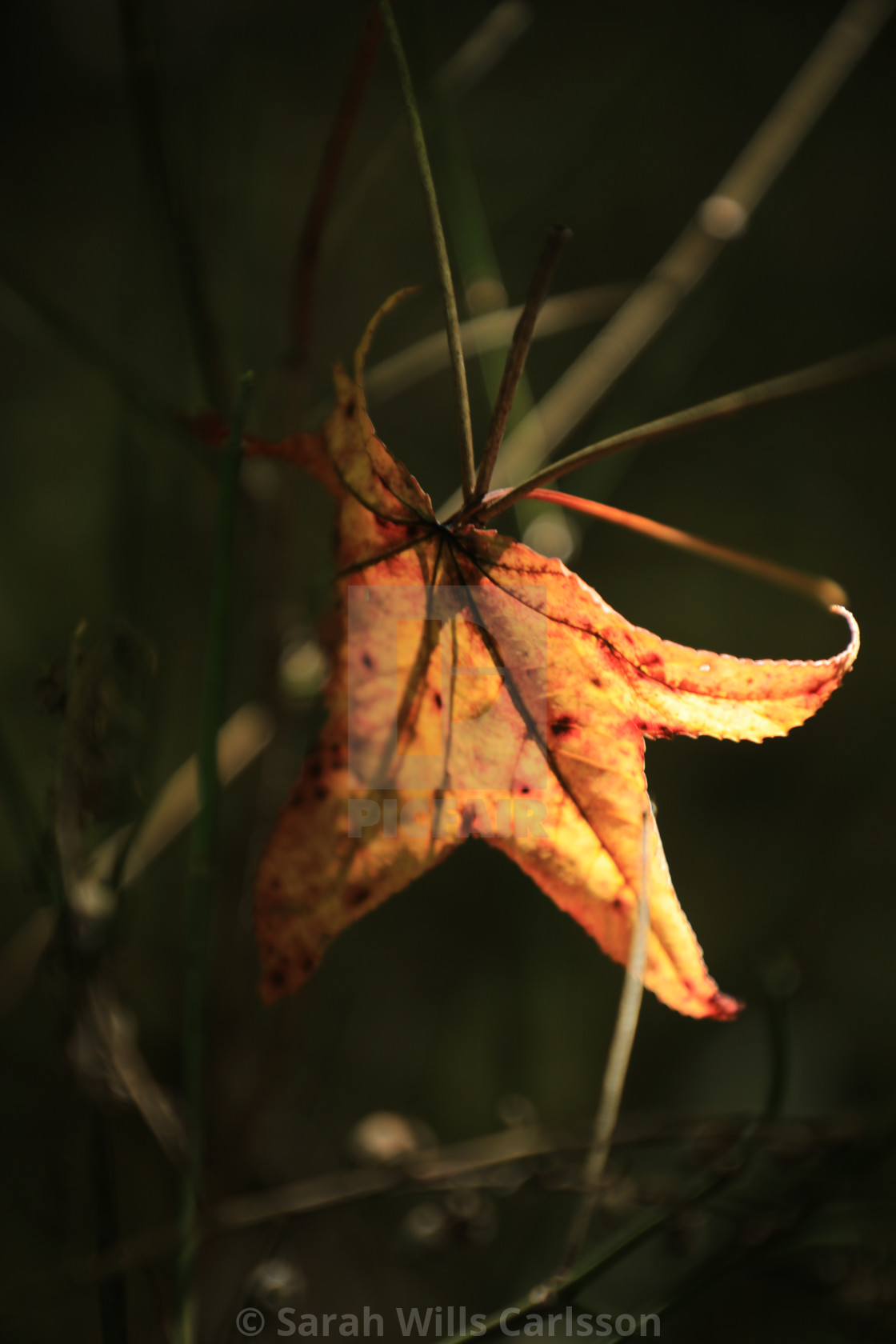 "Autumn Leaf" stock image