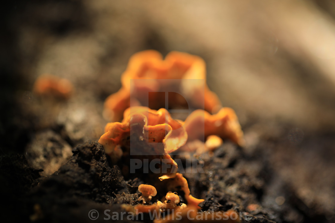 "Fall Forest Fungi" stock image