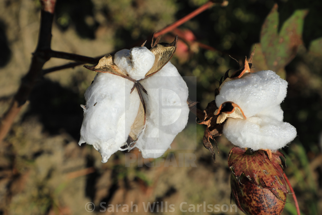 "Cotton Blooms" stock image