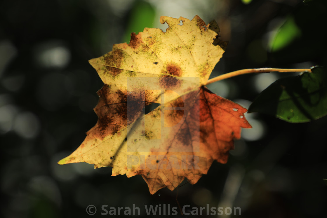 "Autumn Leaf" stock image