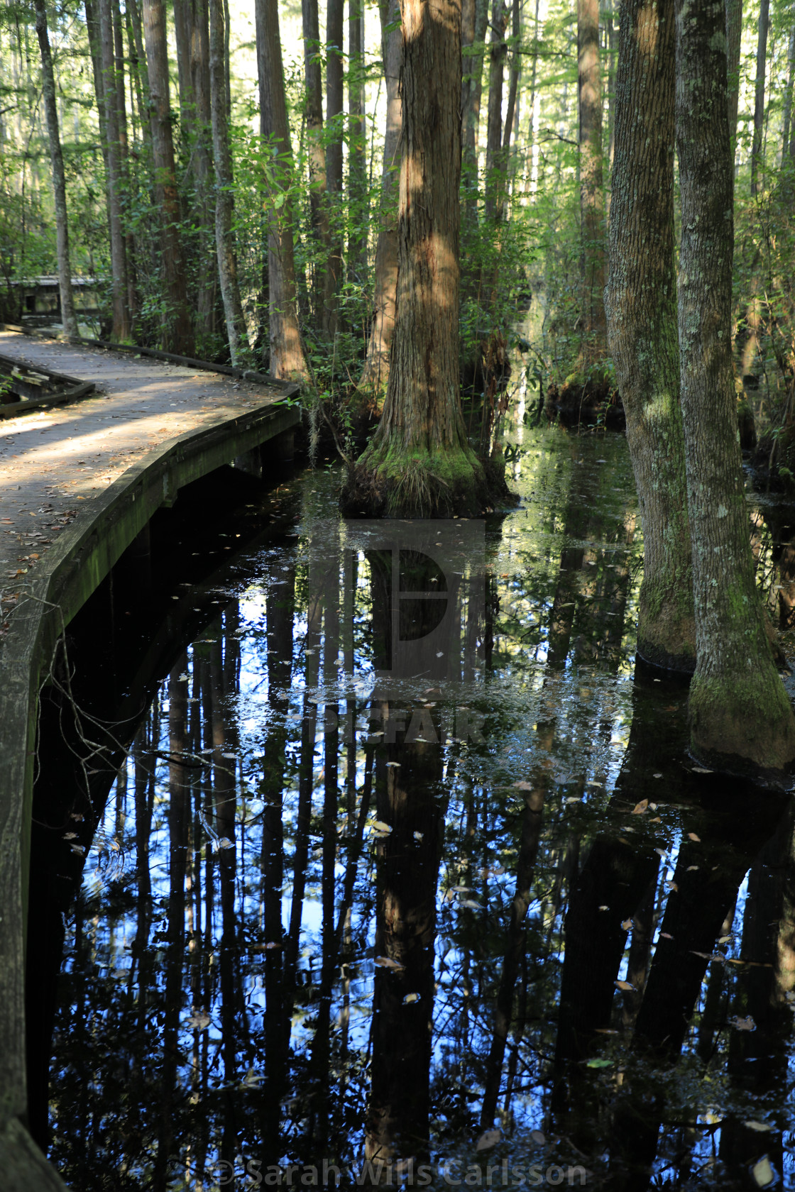 "Carolina Bay Cypress Reflections" stock image