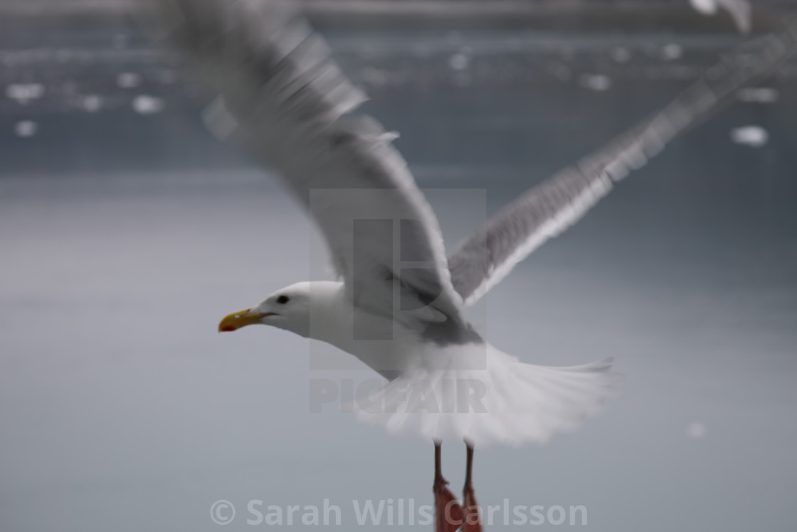 "Seagull in Flight" stock image