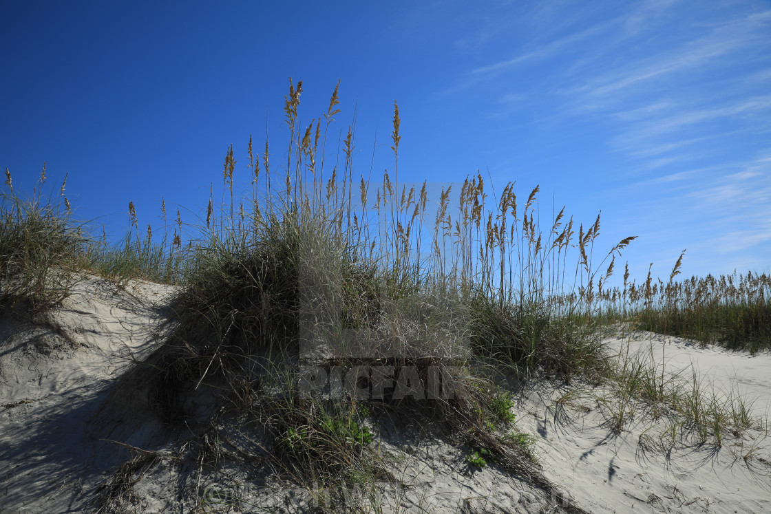 "Sea Grass" stock image