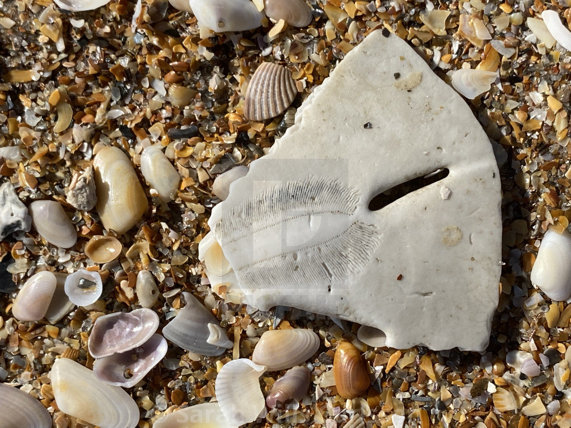 "Broken Sand Dollar" stock image