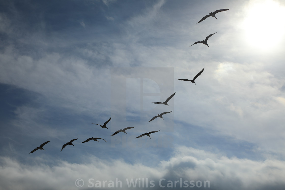 "Pelicans in Flight" stock image