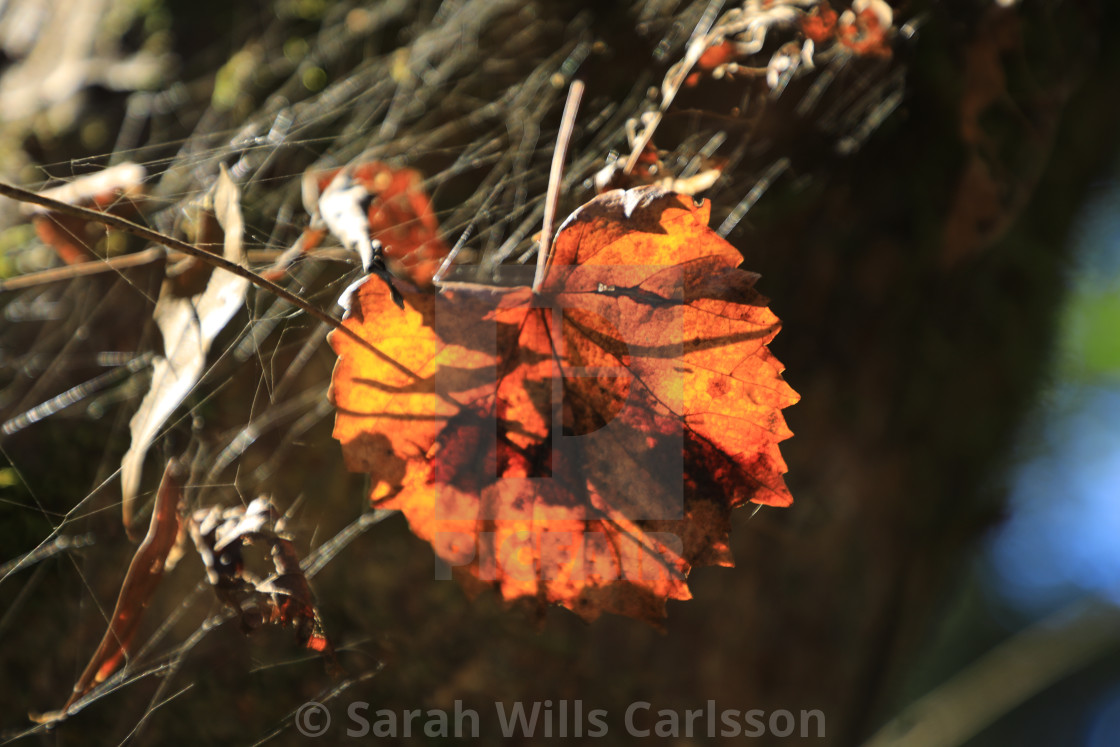 "Leaf in Sun" stock image