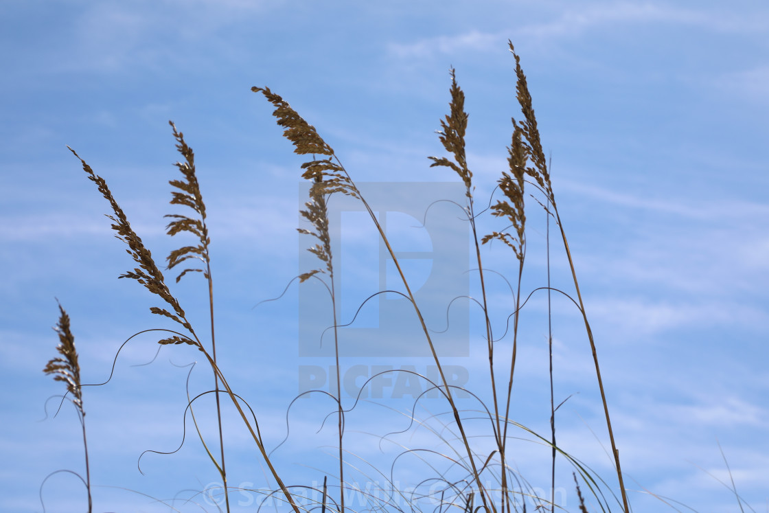 "Sea Grass in the Wind" stock image