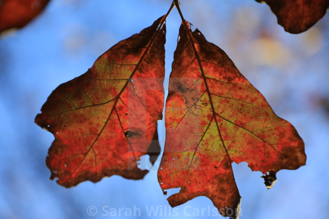 "Twin Autumn Leaves" stock image