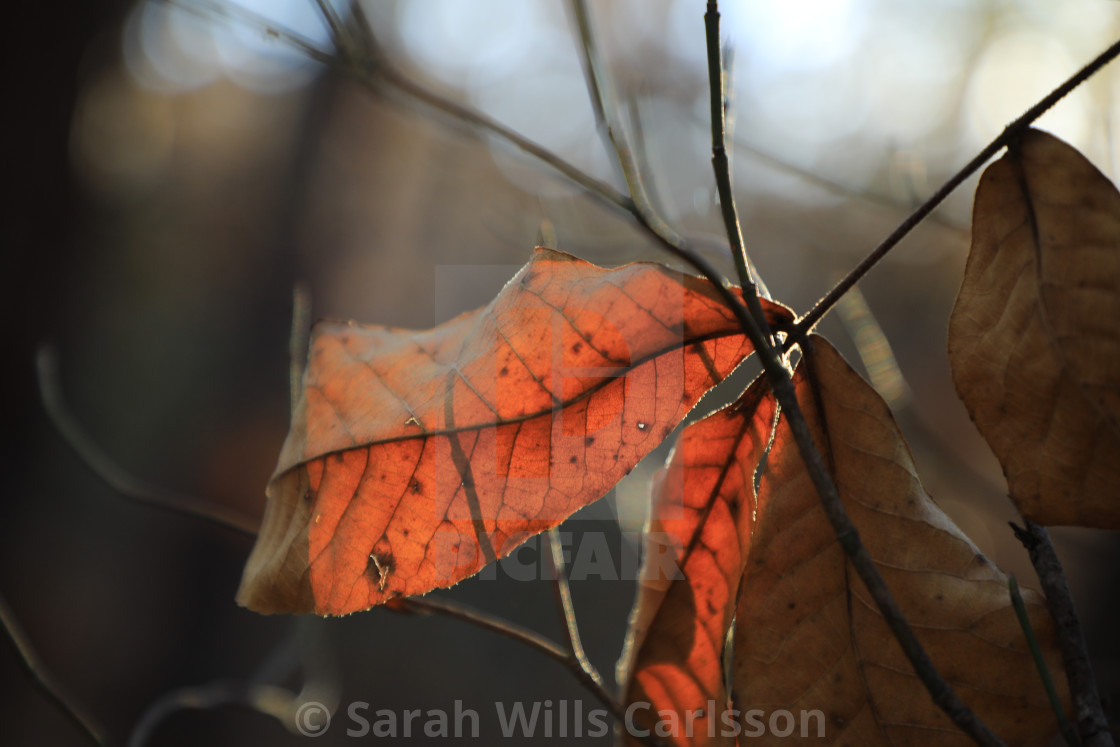 "Autumn Leaves" stock image