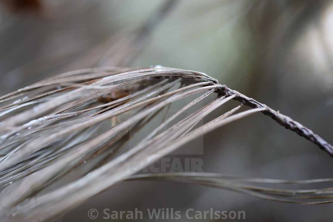 "Pine Needles" stock image