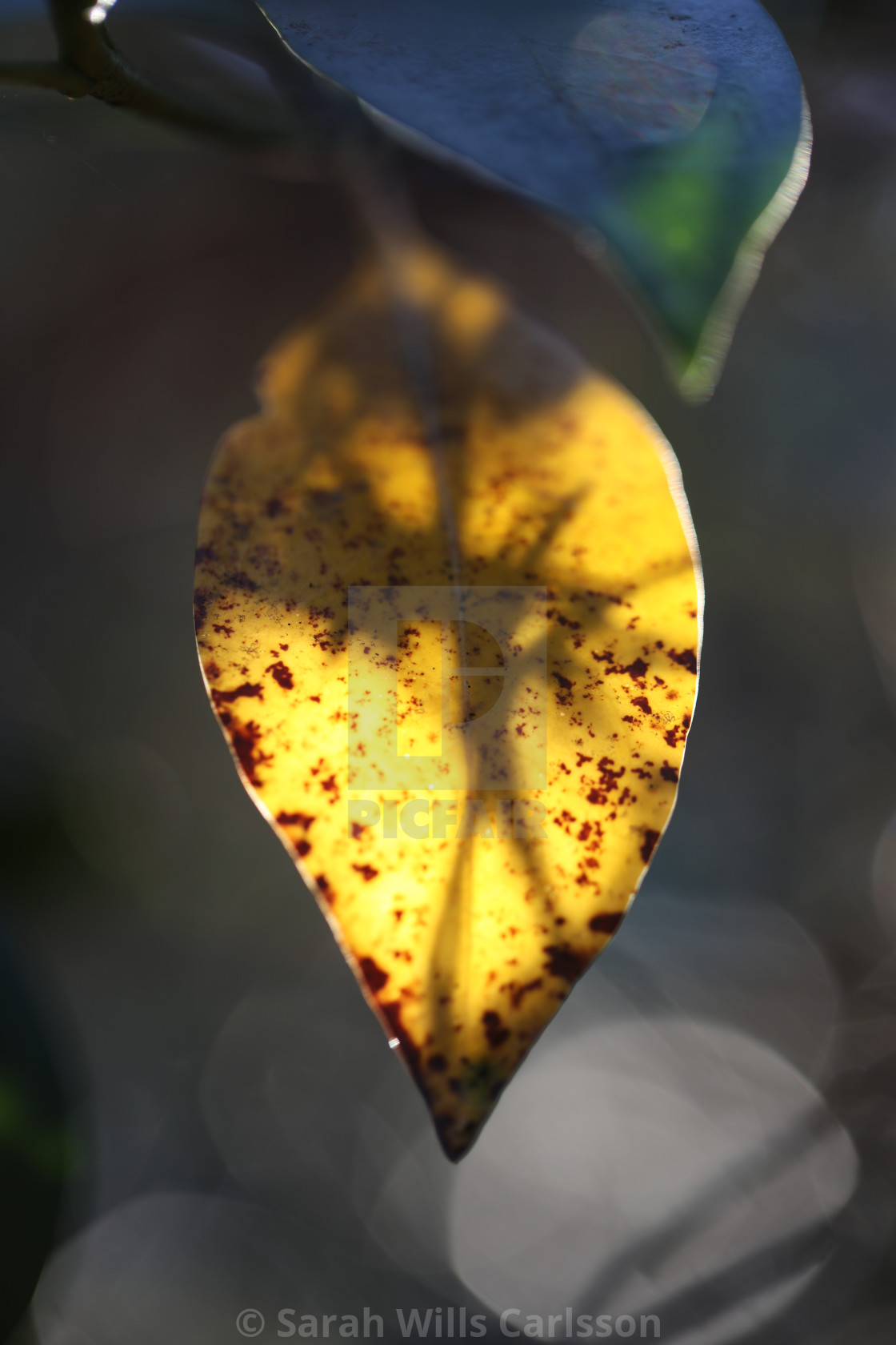 "Leaf with Shadows" stock image