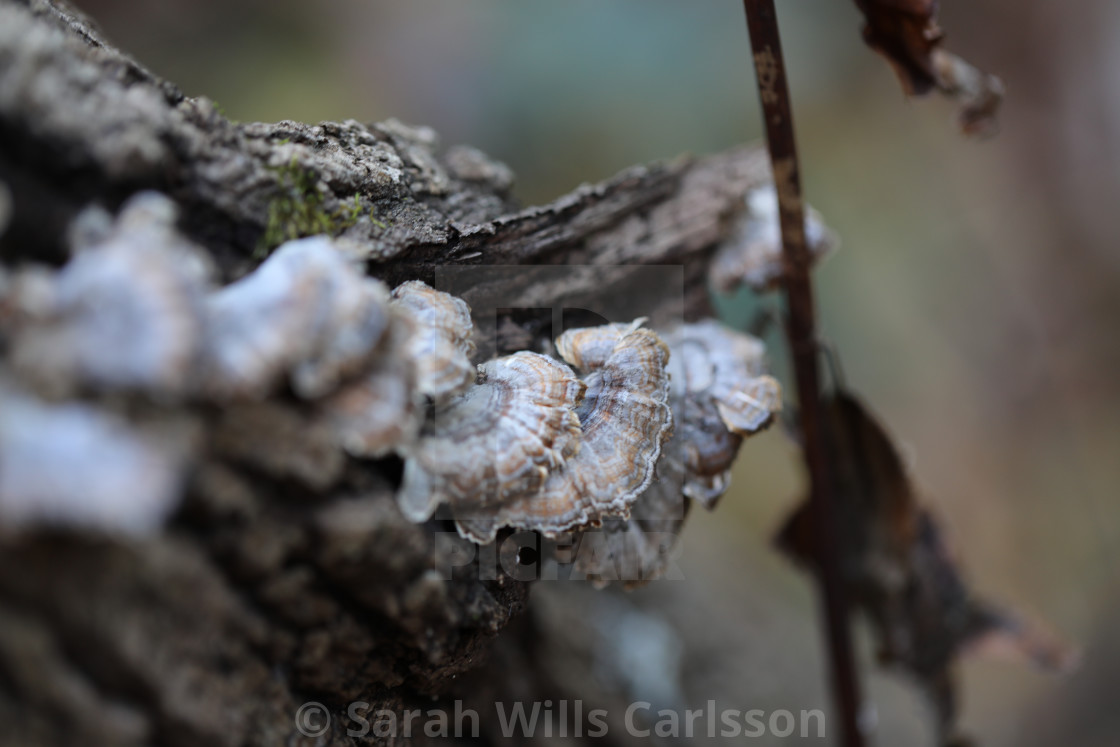 "Forest Fungi" stock image