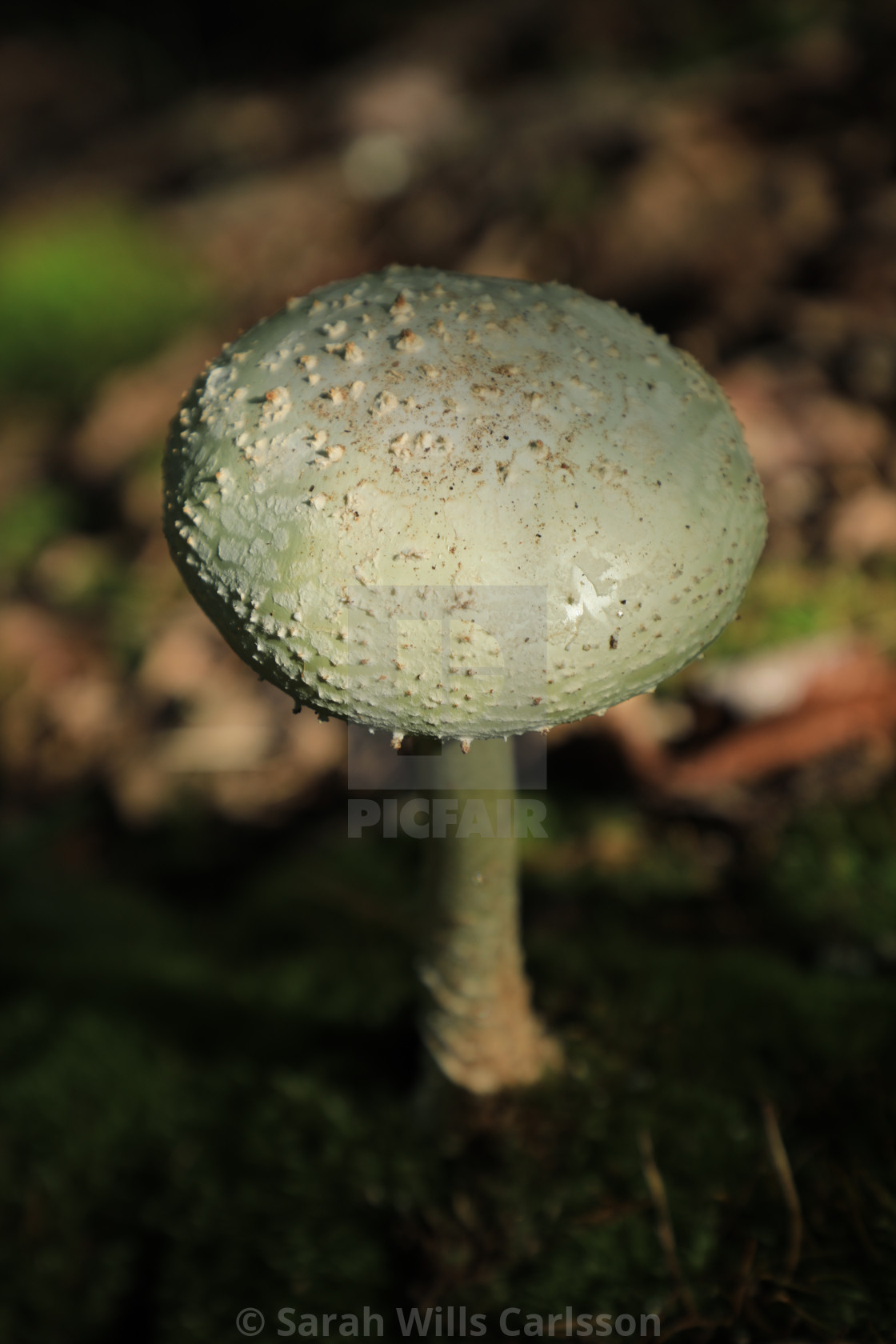 "Forest Mushroom" stock image