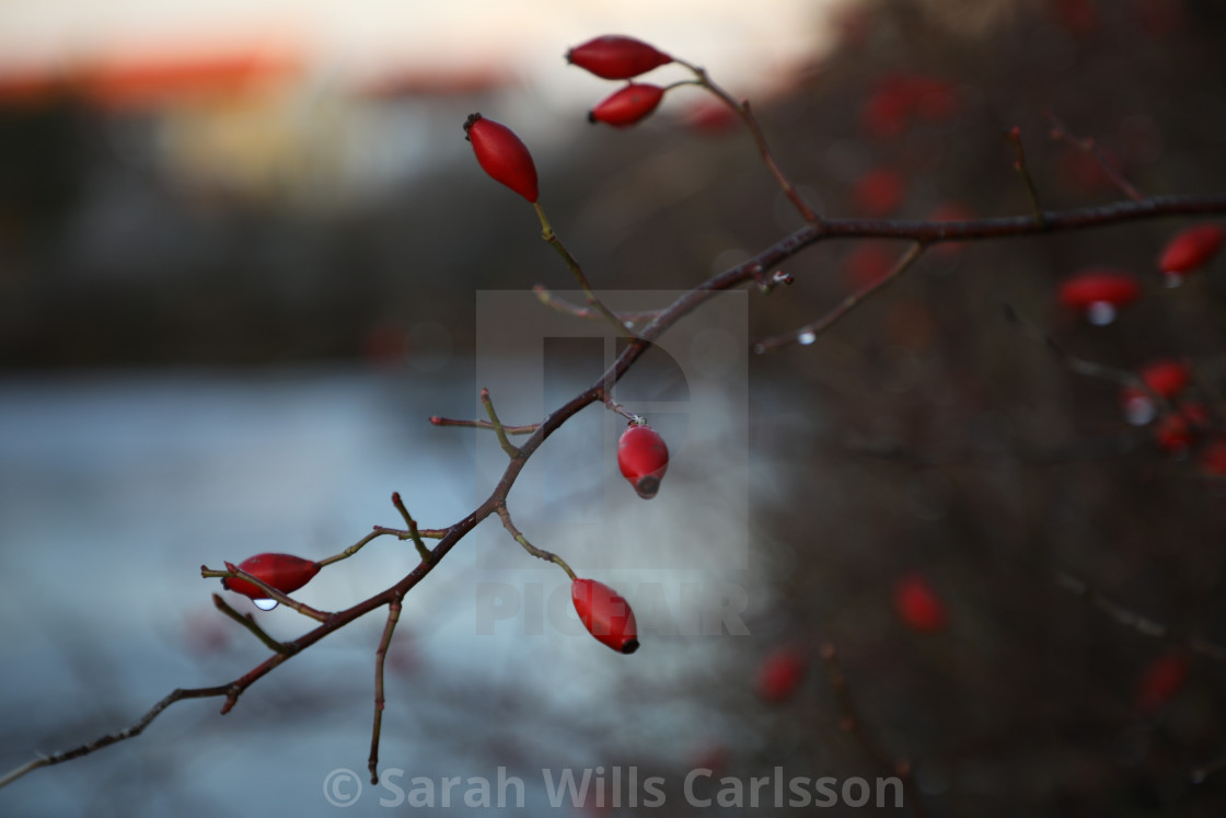"Buds in Melting Frost" stock image
