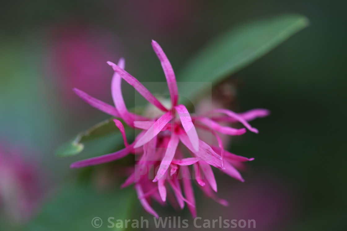 "Spring Flowers" stock image