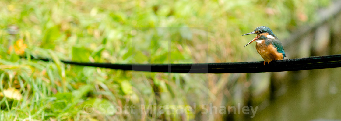 "Kingfisher Outburst" by Scott Michael Shanley - £12.40 "Kingfisher Outburst" stock image