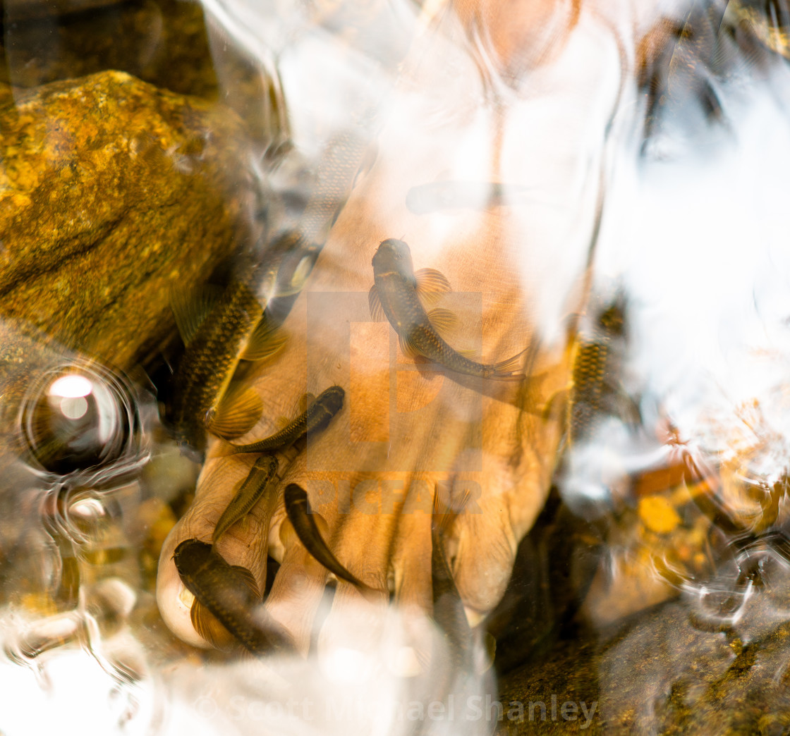 "Doctor fish nibbling feet clean" by Scott Michael Shanley - £12.40 "Doctor fish nibbling feet clean" stock image