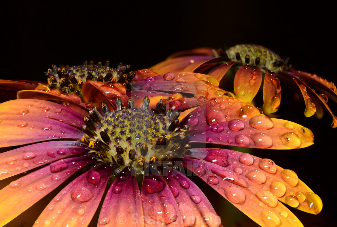 "African Daisy" stock image