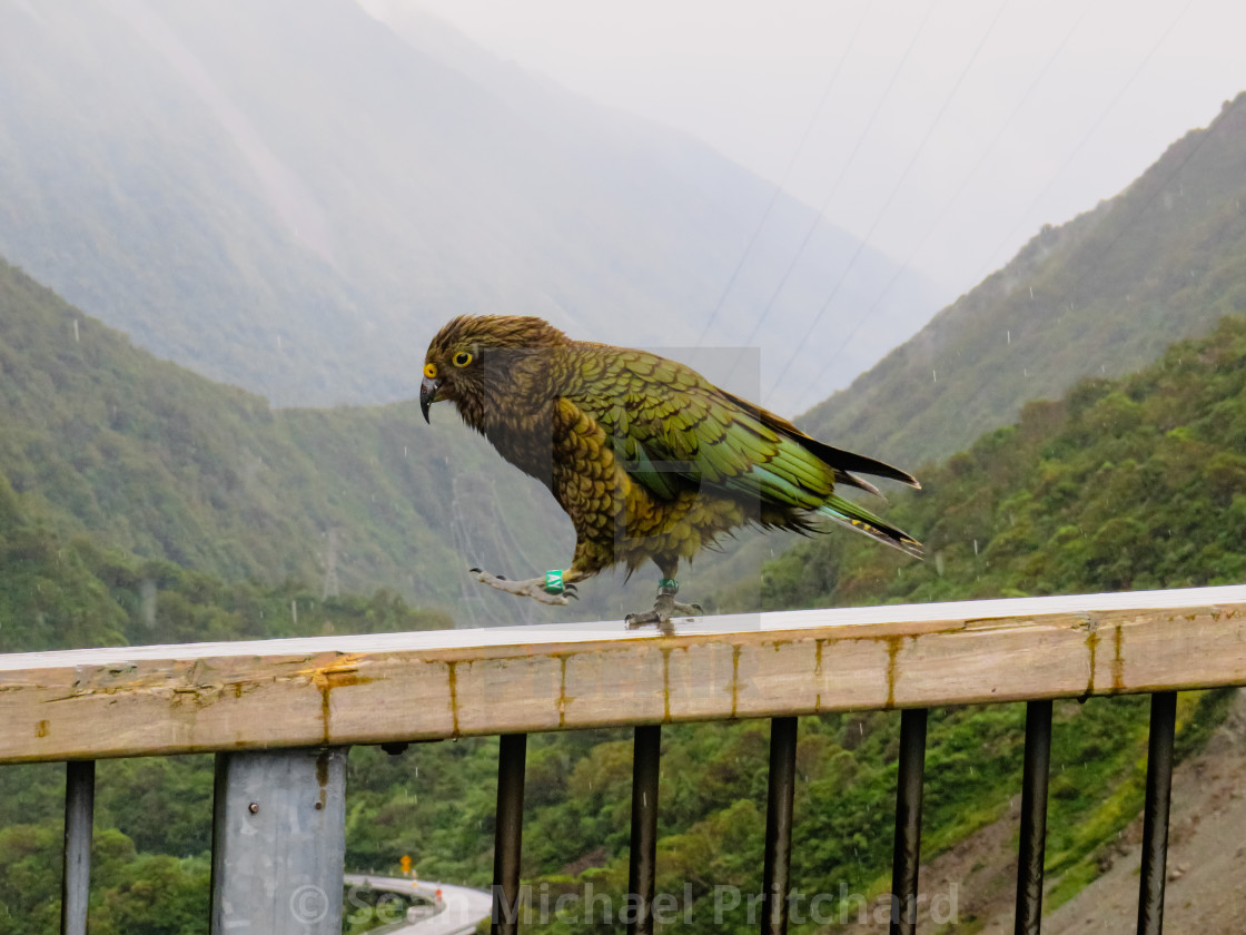 "Wild Kea Parrot Bird" stock image