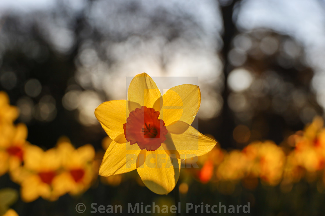 "Sunset backlit Daffodil" by Sean Michael Pritchard - £14.99 "Sunset backlit Daffodil" stock image