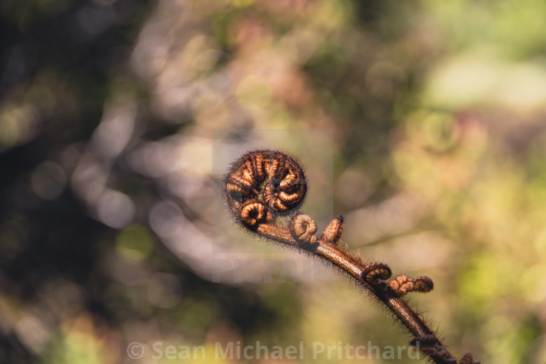 "Koru - New Life." by Sean Michael Pritchard - £14.99 "Koru - New Life." stock image